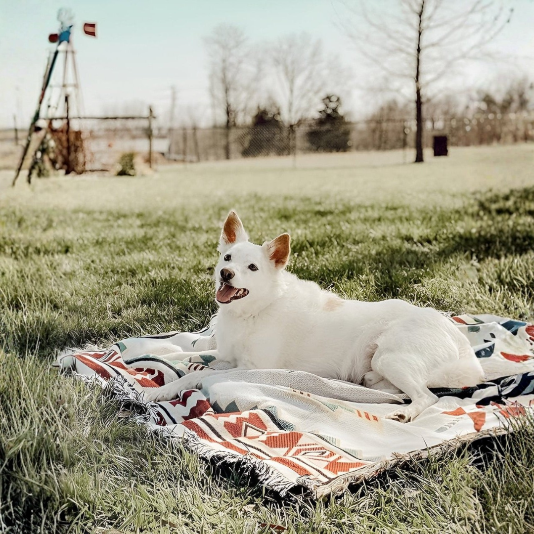 Dog resting on durable woven outdoor blanket spread on green grass in park